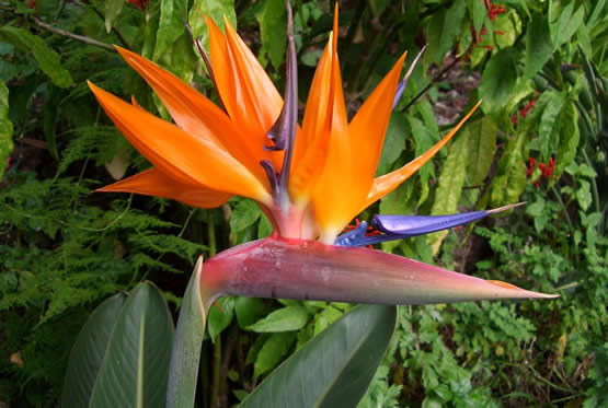 Strelitzia of paradijsvogelbloem